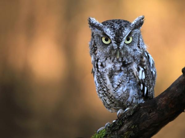 Image for event: Superb Owls