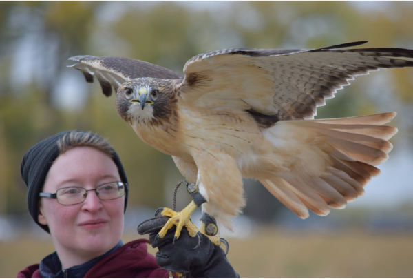 Image for event: Brrr-ds of Prey: How Raptors Deal With Winter