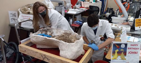 Image for event: Dino Digging with the Paleontology Club
