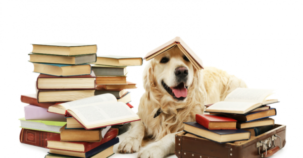 Image for event: Paws and Read